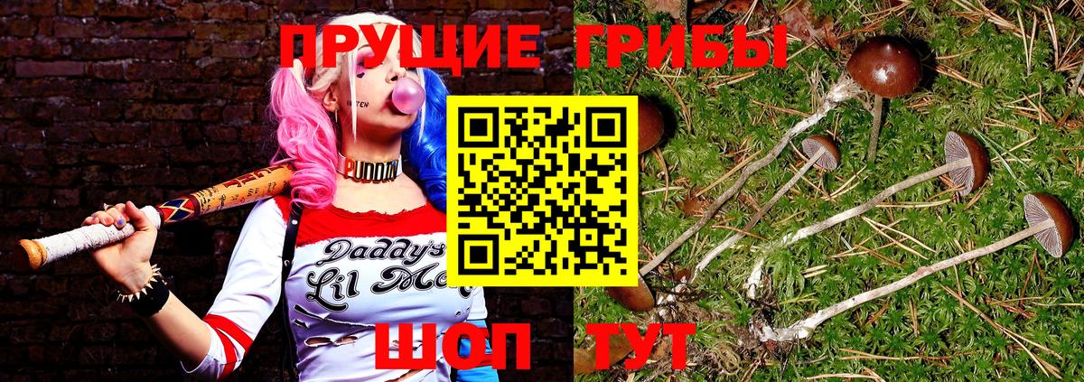 Псилоцибиновые грибы мицелий Горно-Алтайск